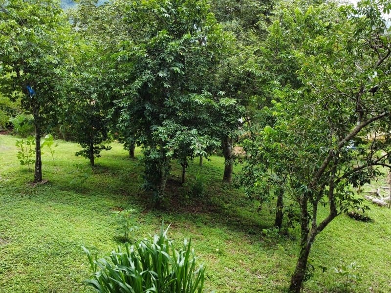 Land for sale in Carrillo