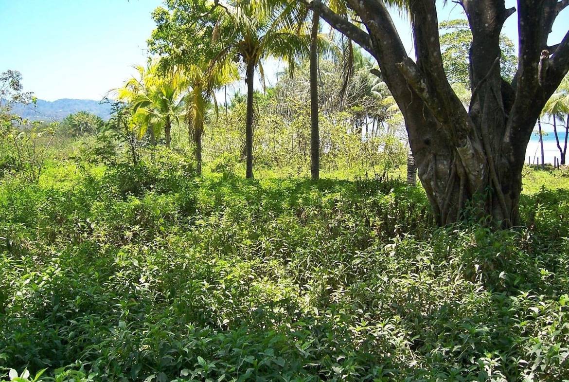 Development opportunity in Santa Teresa