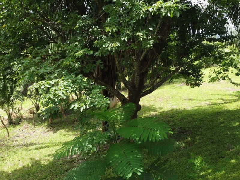 Land for sale in Carrillo