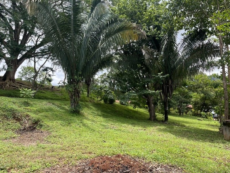 Land for sale in Carrillo