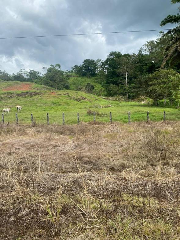 Development opportunity in Rio Claro, Golfito