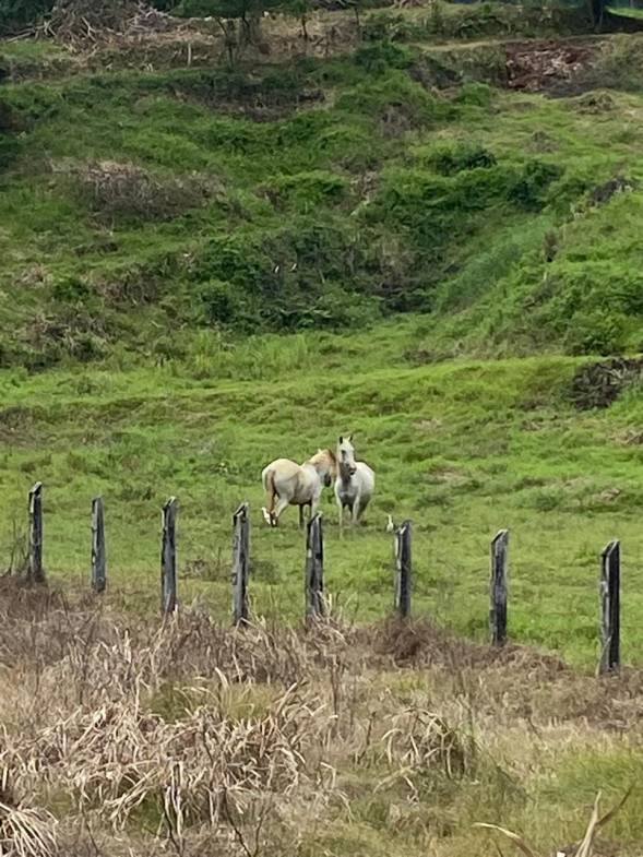 Development opportunity in Rio Claro, Golfito