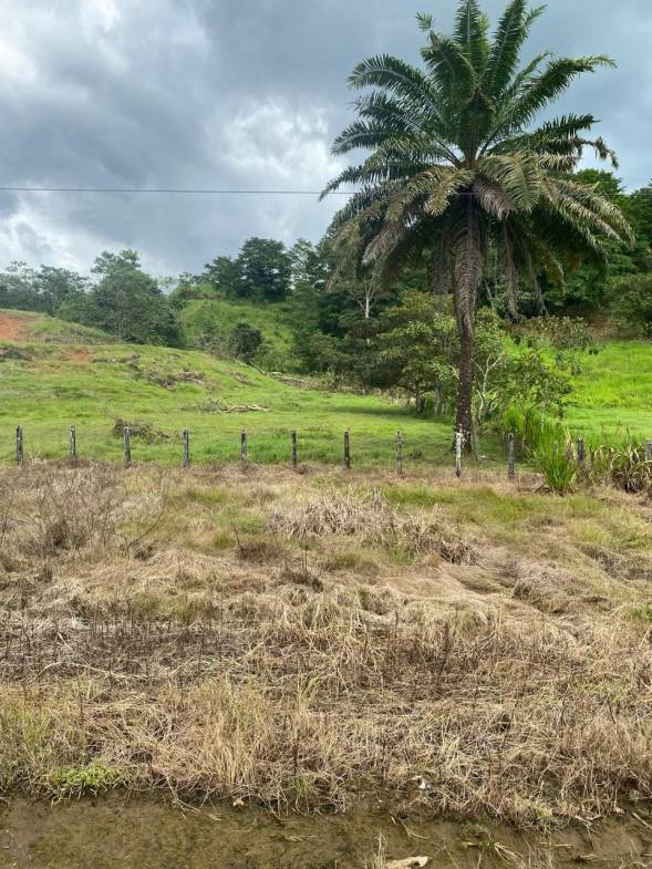 Development opportunity in Rio Claro, Golfito