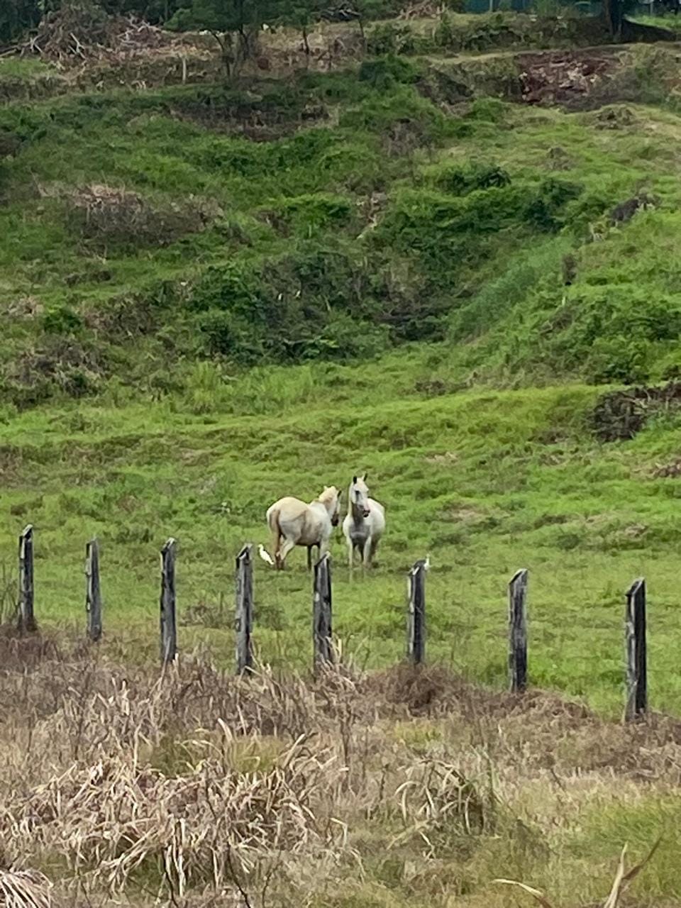 Development opportunity in Rio Claro, Golfito