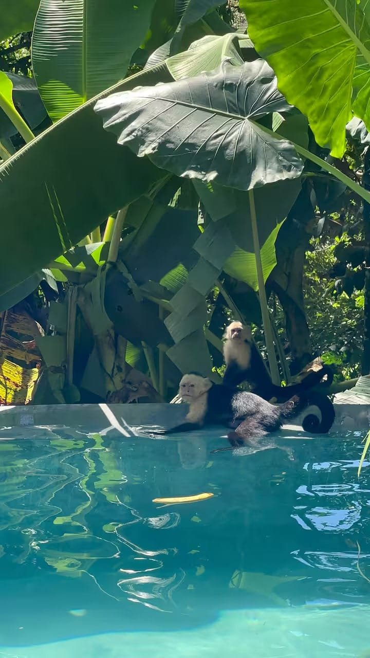 Income producing property in Santa Teresa