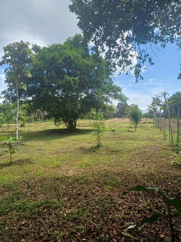 Land in Puerto Jimenez