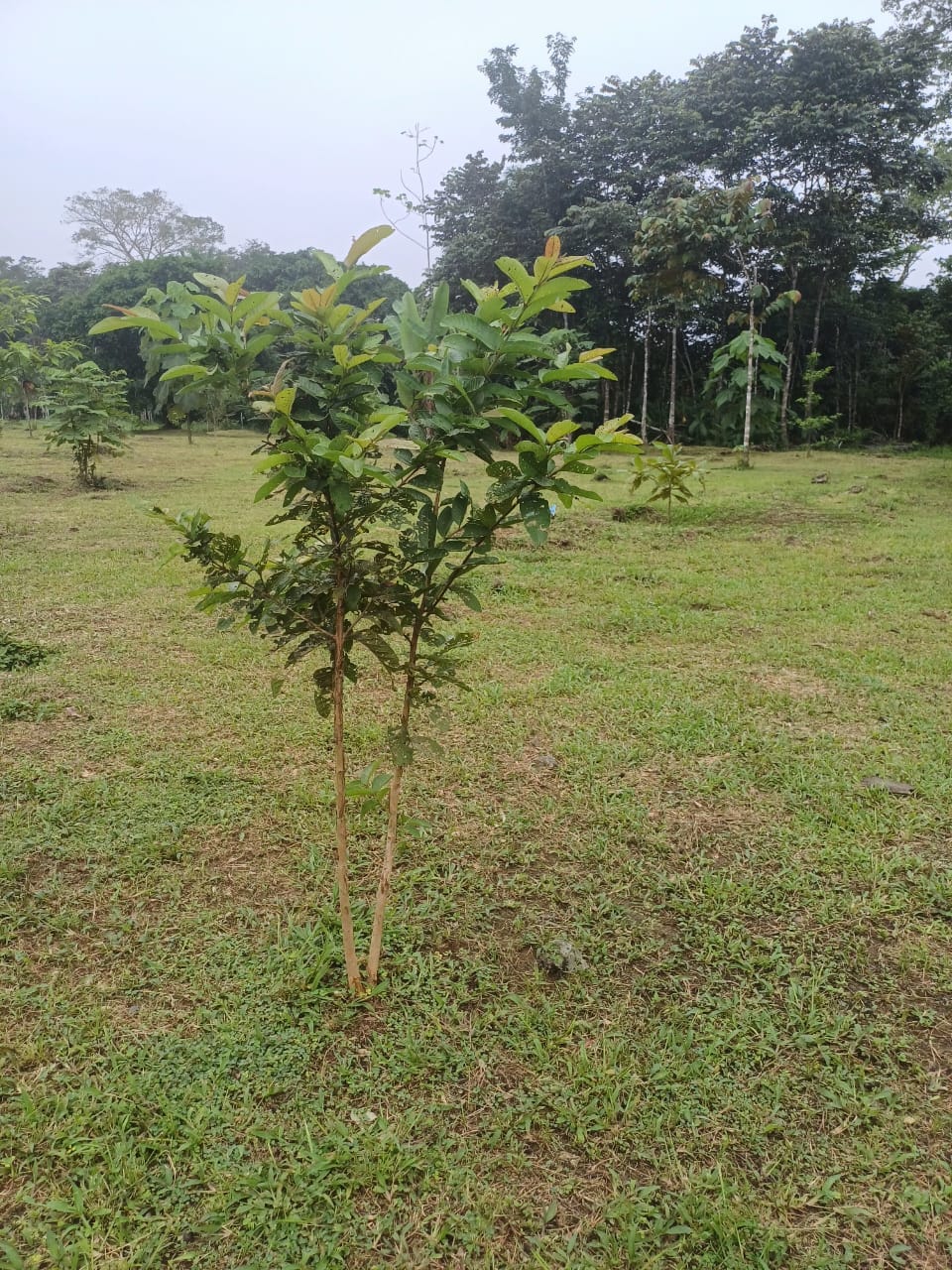 Land in Puerto Jimenez