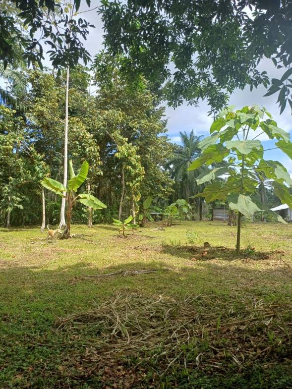 Land in Puerto Jimenez