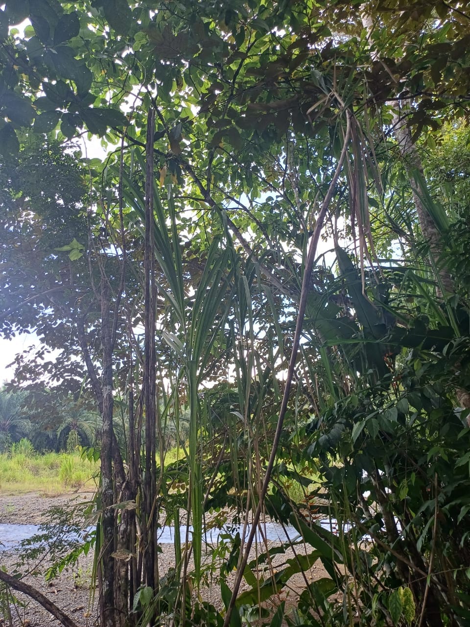 Land in Puerto Jimenez