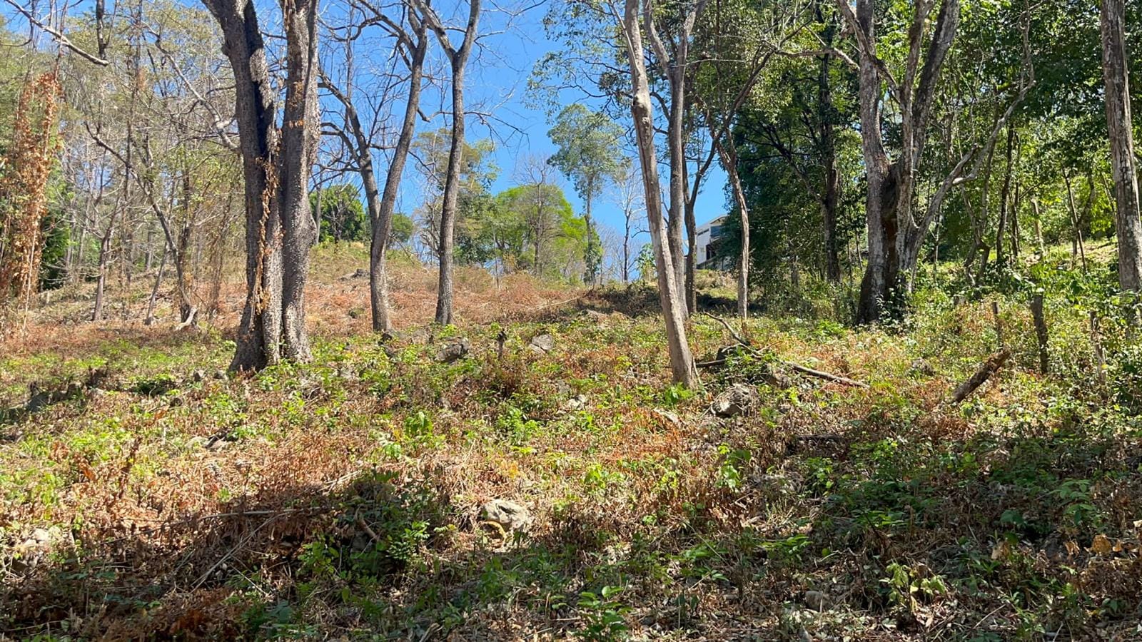 Land in Santa Teresa with Ocean view Land in Santa Teresa with Ocean view