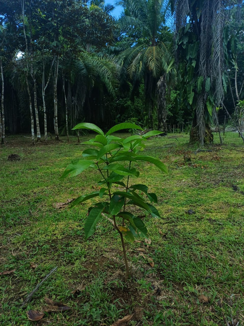 Land in Puerto Jimenez