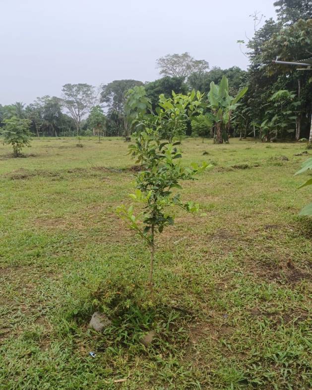 Land in Puerto Jimenez