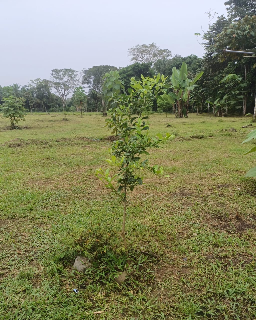 Land in Puerto Jimenez