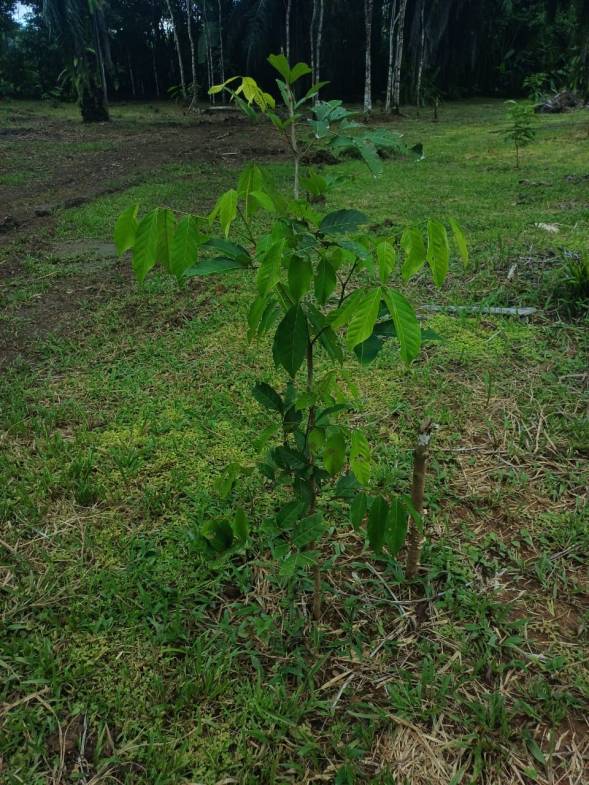 Land in Puerto Jimenez
