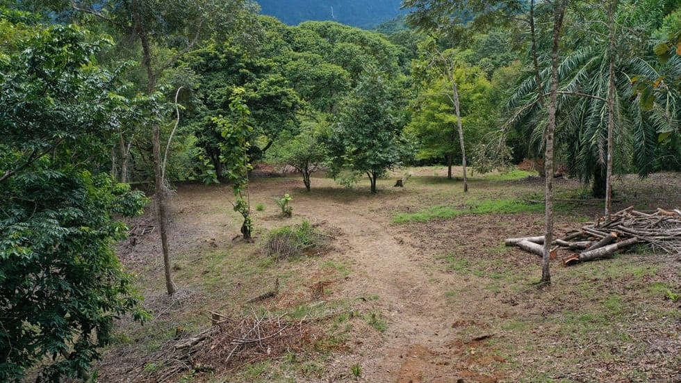 Land for sale in Dominical
