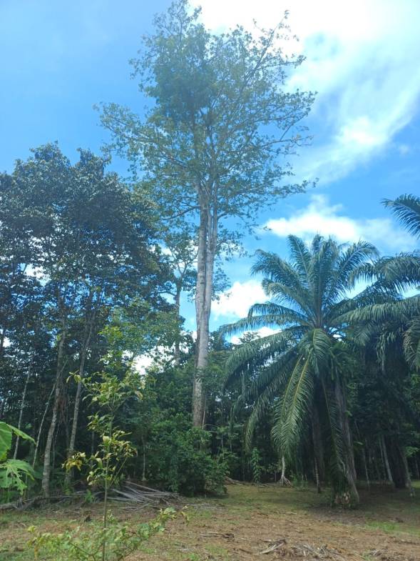 Land in Puerto Jimenez