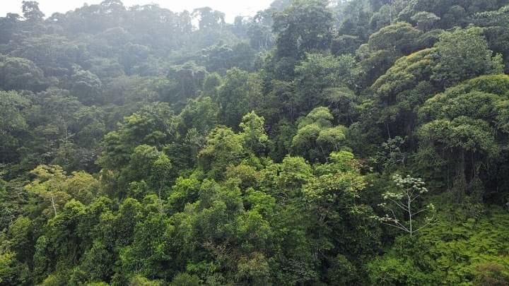 Land for sale in Los Altos, Golfito