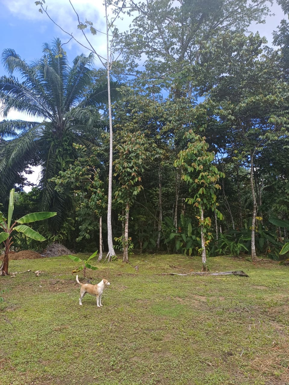 Land in Puerto Jimenez