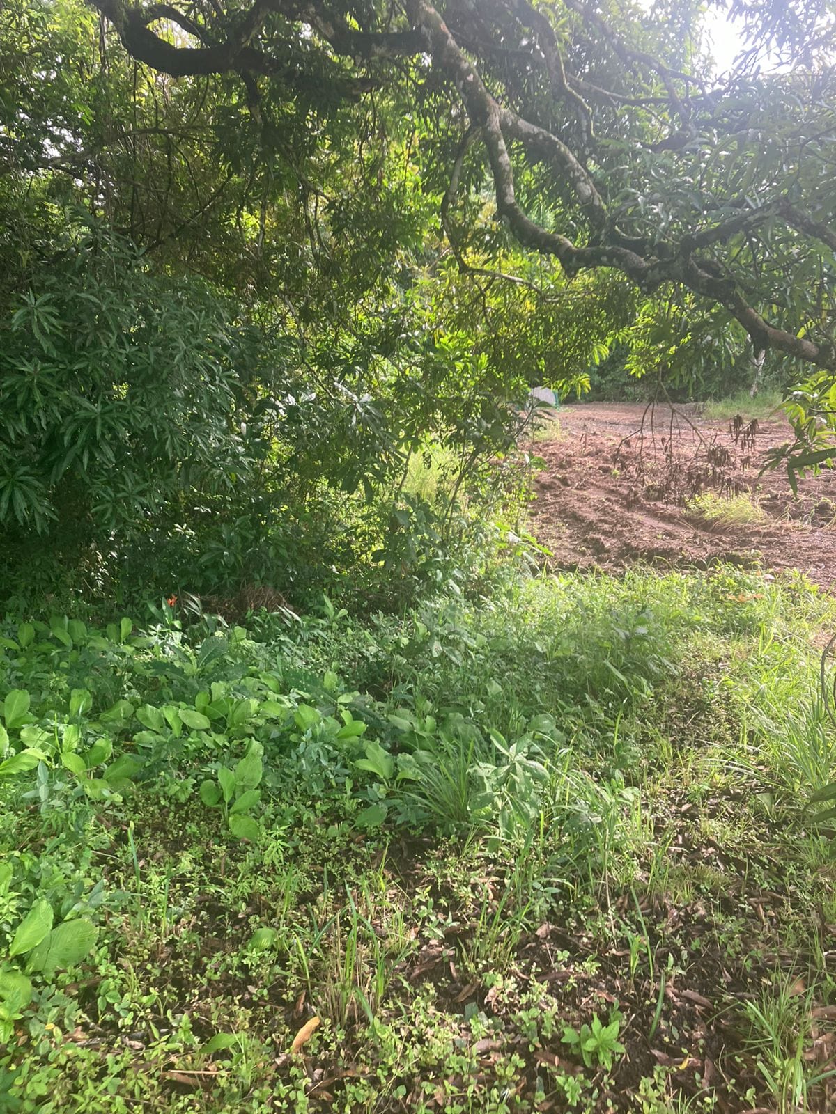 Development opportunity in Las Delicias, Costa Rica