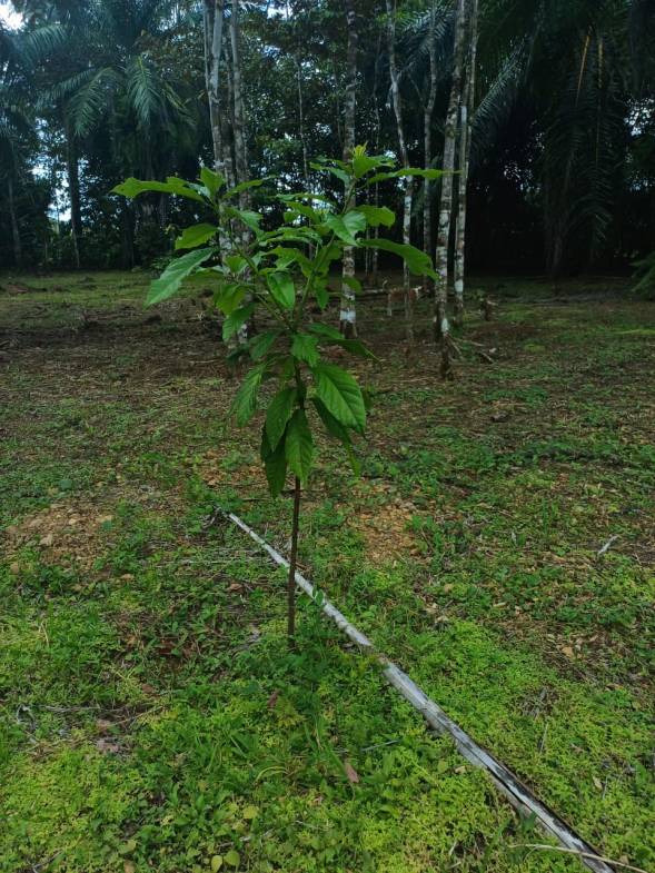 Land in Puerto Jimenez