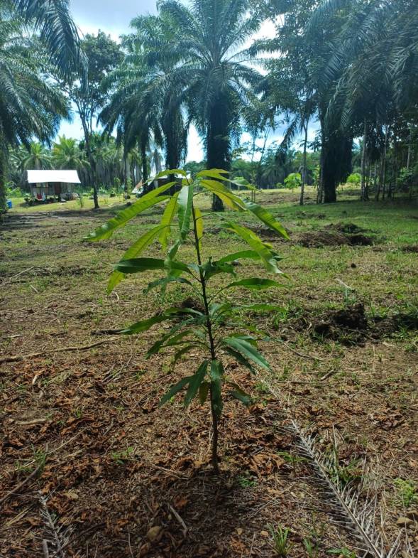 Land in Puerto Jimenez
