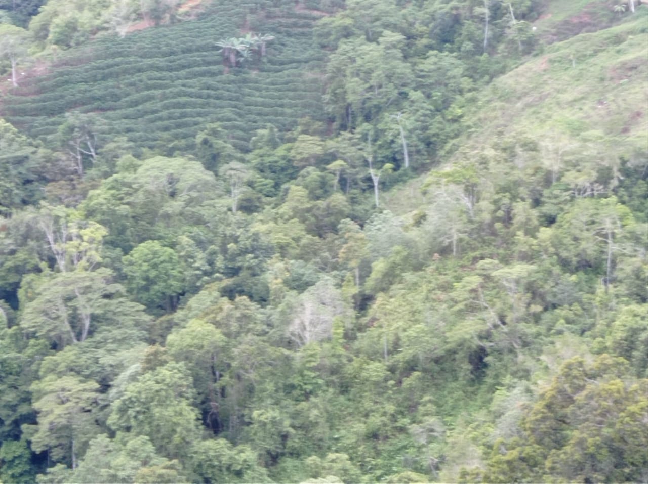 Development opportunity in between Uvita and Perez Zeledon Development opportunity in between Uvita and Perez Zeledon