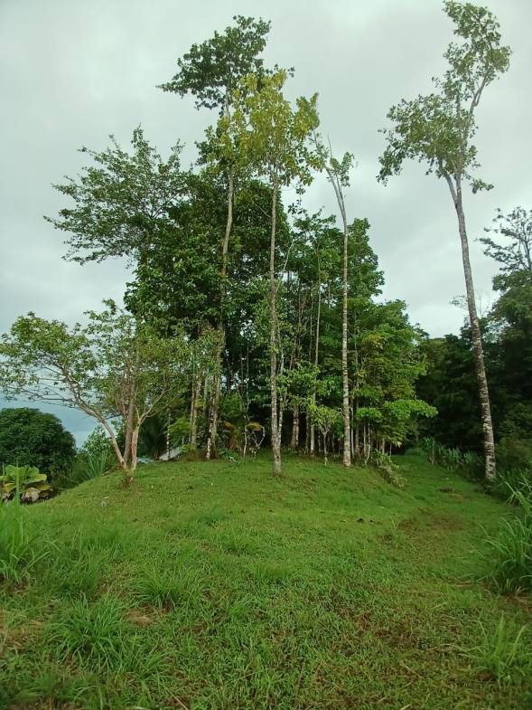 Off-Grid Jungle Paradise with Ocean Views in Puerto Jimenez