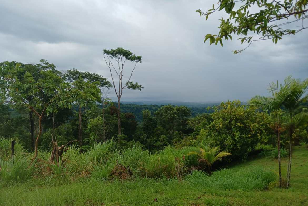 Off-Grid Jungle Paradise with Ocean Views in Puerto Jimenez