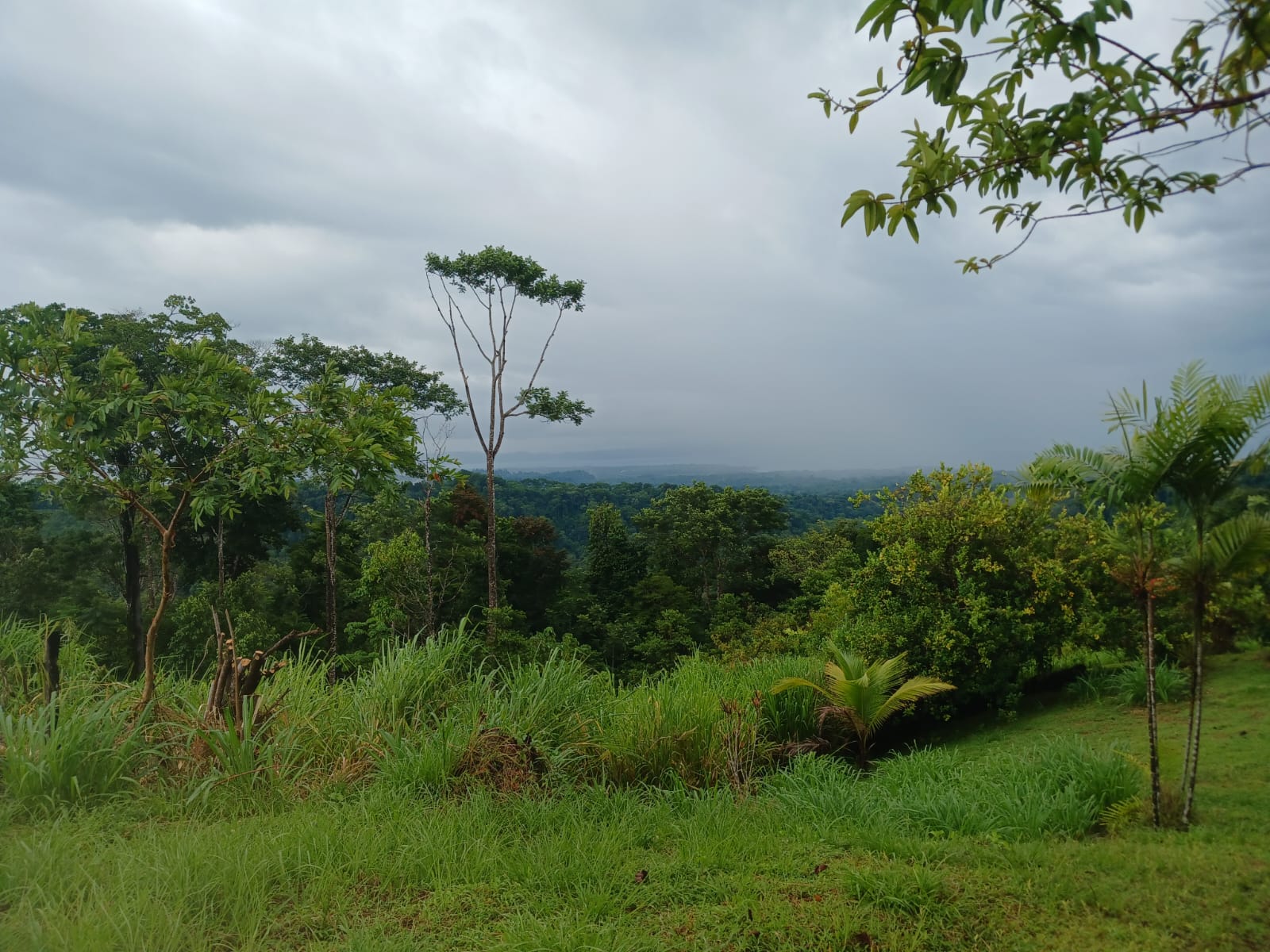 Off-Grid Jungle Paradise with Ocean Views in Puerto Jimenez