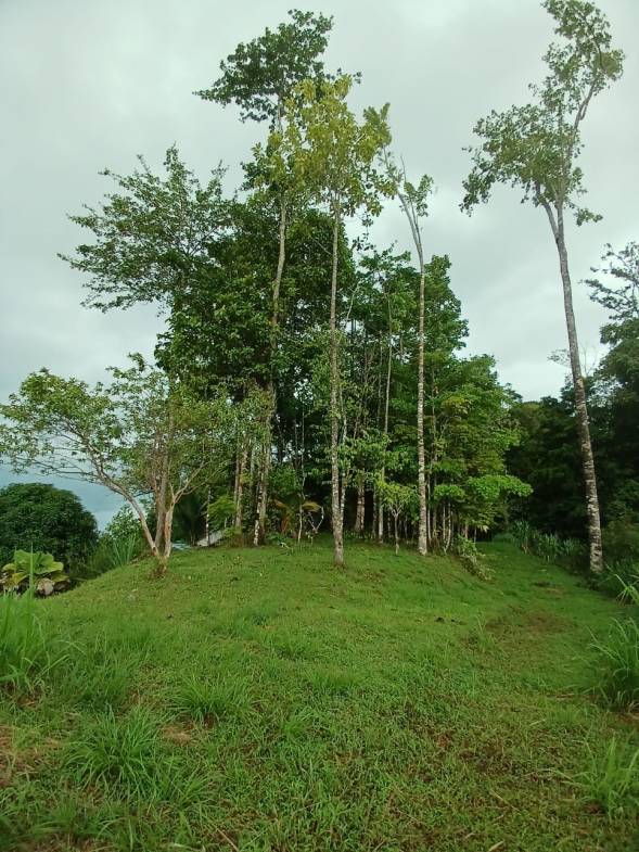 Off-Grid Jungle Paradise with Ocean Views in Puerto Jimenez