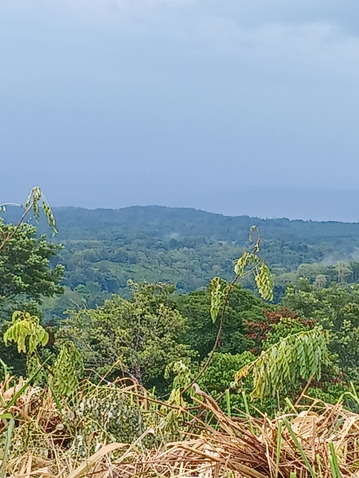 Off-Grid Jungle Paradise with Ocean Views in Puerto Jimenez