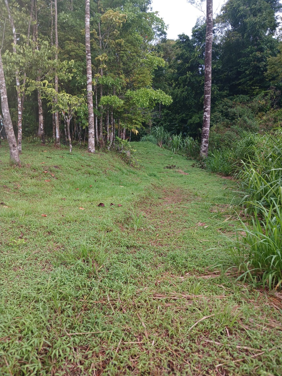 Off-Grid Jungle Paradise with Ocean Views in Puerto Jimenez