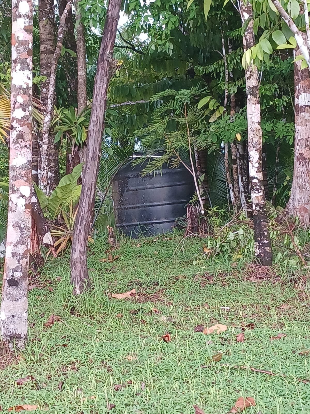 Off-Grid Jungle Paradise with Ocean Views in Puerto Jimenez