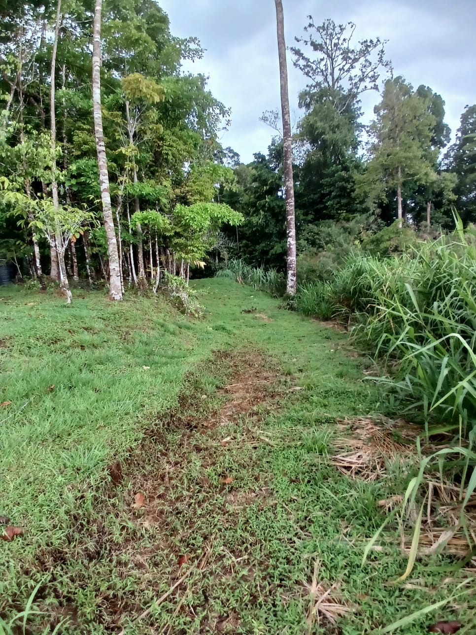 Off-Grid Jungle Paradise with Ocean Views in Puerto Jimenez
