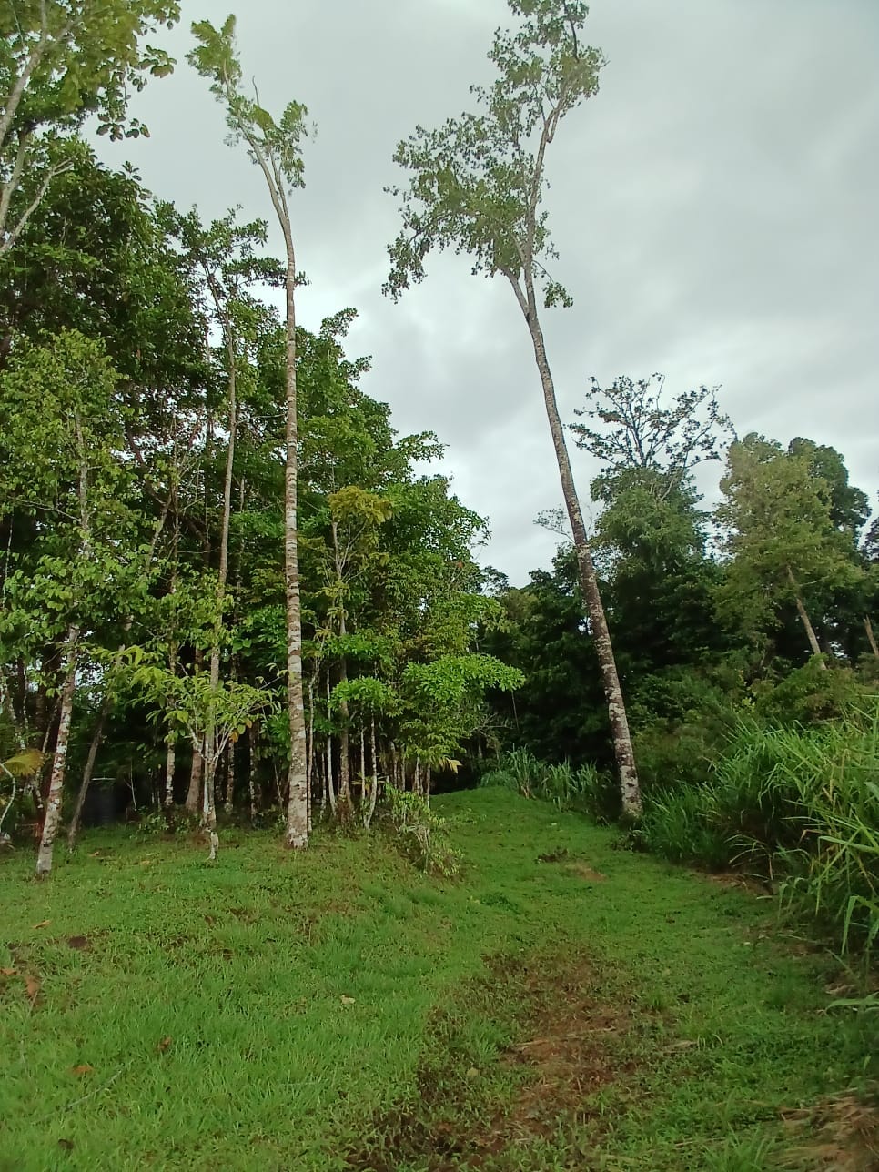 Off-Grid Jungle Paradise with Ocean Views in Puerto Jimenez