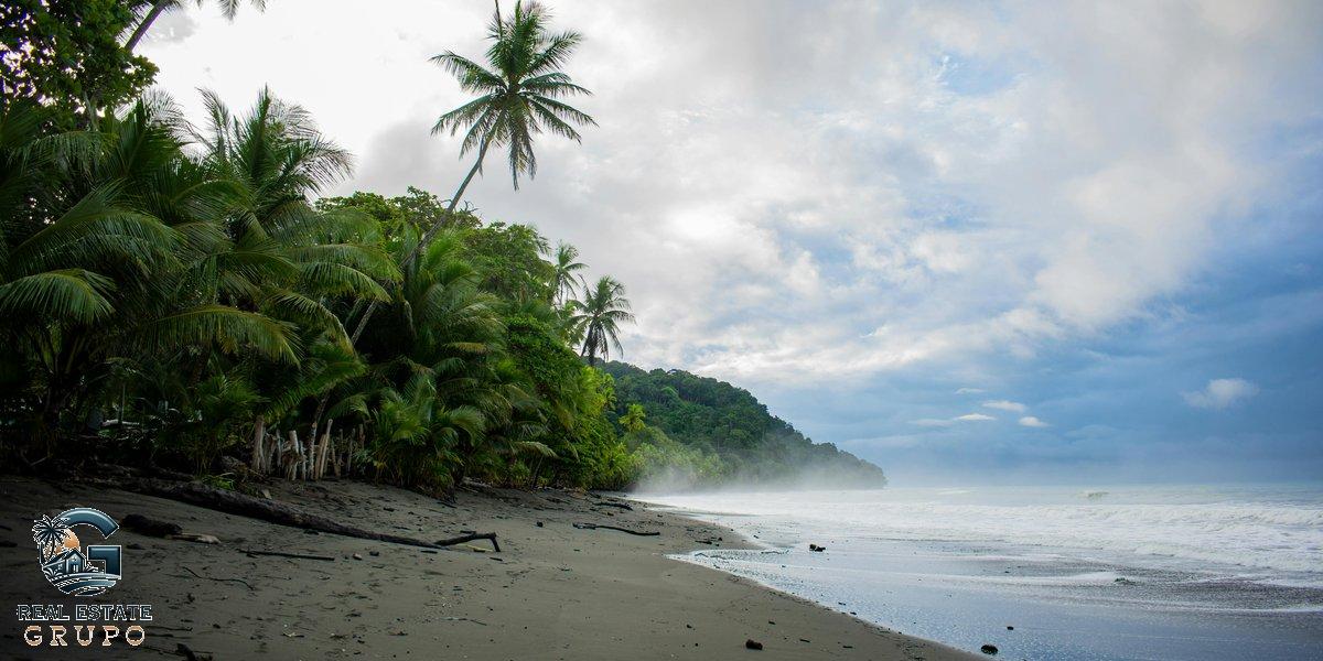 Pavones beach palm trees misty - mal pais vs santa teresa